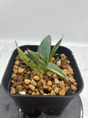Agave ホリササ(No.4)子株②(Lize血統) 抜き苗発送