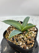 【Indoor Jungle Issue n°11掲載株】甲蟹X瀧之白絲 子株②（Lize血統）抜き苗発送