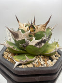 Agave titanota 緑煌子株(Lize産) 抜き苗発送（緑煌タグ付き