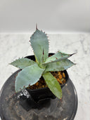 Agave 激怒之舞(No.？)子株④(Lize血統) 抜き苗発送