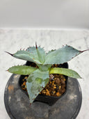 Agave 激怒之舞(No.？)子株④(Lize血統) 抜き苗発送