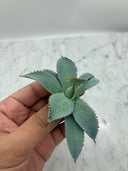 Agave 甲蟹x屈原(No.28)子株②(Lize血統) ベアルート発送