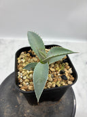 Agave 瀧之白絲x血雨雷神子株　(Lize血統) 抜き苗発送