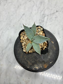 Agave 激怒之舞(No.？)子株①(Lize血統) 抜き苗発送