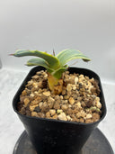 Agave Orizaba子株（US血統）抜き苗発送