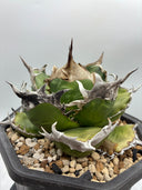 Agave titanota 緑煌子株(Lize産) 抜き苗発送