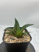 Agave ホリササ(No.12)子株②(Lize血統) 抜き苗発送