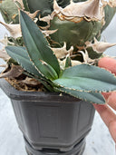 Agave titanota SAD子株①(南アフリカ血統）抜き苗発送