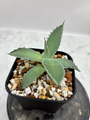 Agave 甲蟹x屈原(No.？)子株④(Lize血統) 抜き苗発送
