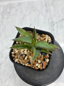 Agave ホリササ子株①(No.2)(Lize血統) 抜き苗発送