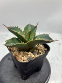 Agave titanota シャークソード子株①(Lize血統）抜き苗発送
