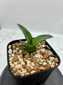 Agave ホリササ(No.29)子株(Lize血統) 抜き苗発送
