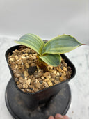 Agave Orizaba子株（US血統）抜き苗発送