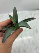 Agave titanota 鳳凰子株①(Lize血統）抜き苗発送