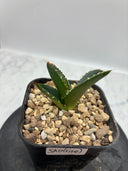 Agave titanota SAD子株③(Lize血統）抜き苗発送
