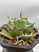 Agave titanota 烈焔親株(Lize産) 抜き苗発送