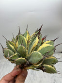Agave キュービック黄覆輪（台湾産）　抜き苗発送