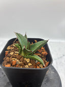 Agave ホリササ(No.36)子株②(Lize血統) 抜き苗発送