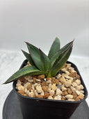 Agave ホリササ(No.21)子株(Lize血統) 抜き苗発送