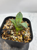 Agave titanota 白犀牛子株（Lize血統）抜き苗発送
