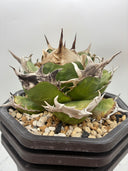 Agave titanota 緑煌子株(Lize産) 抜き苗発送（緑煌タグ付き