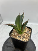 Agave titanota SAD子株②(Lize血統）抜き苗発送