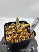 Agave titanota 姫厳龍子株(Lize産) 抜き苗発送