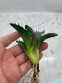 Agave titanota 白鯨子株②(Lize血統）抜き苗発送