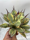 Agave キュービック黄覆輪（台湾産）　抜き苗発送