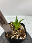 【Indoor Jungle Issue n°11掲載株】アガベ 黒火焔x笹之雪子株②(Lize血統)　抜き苗発送