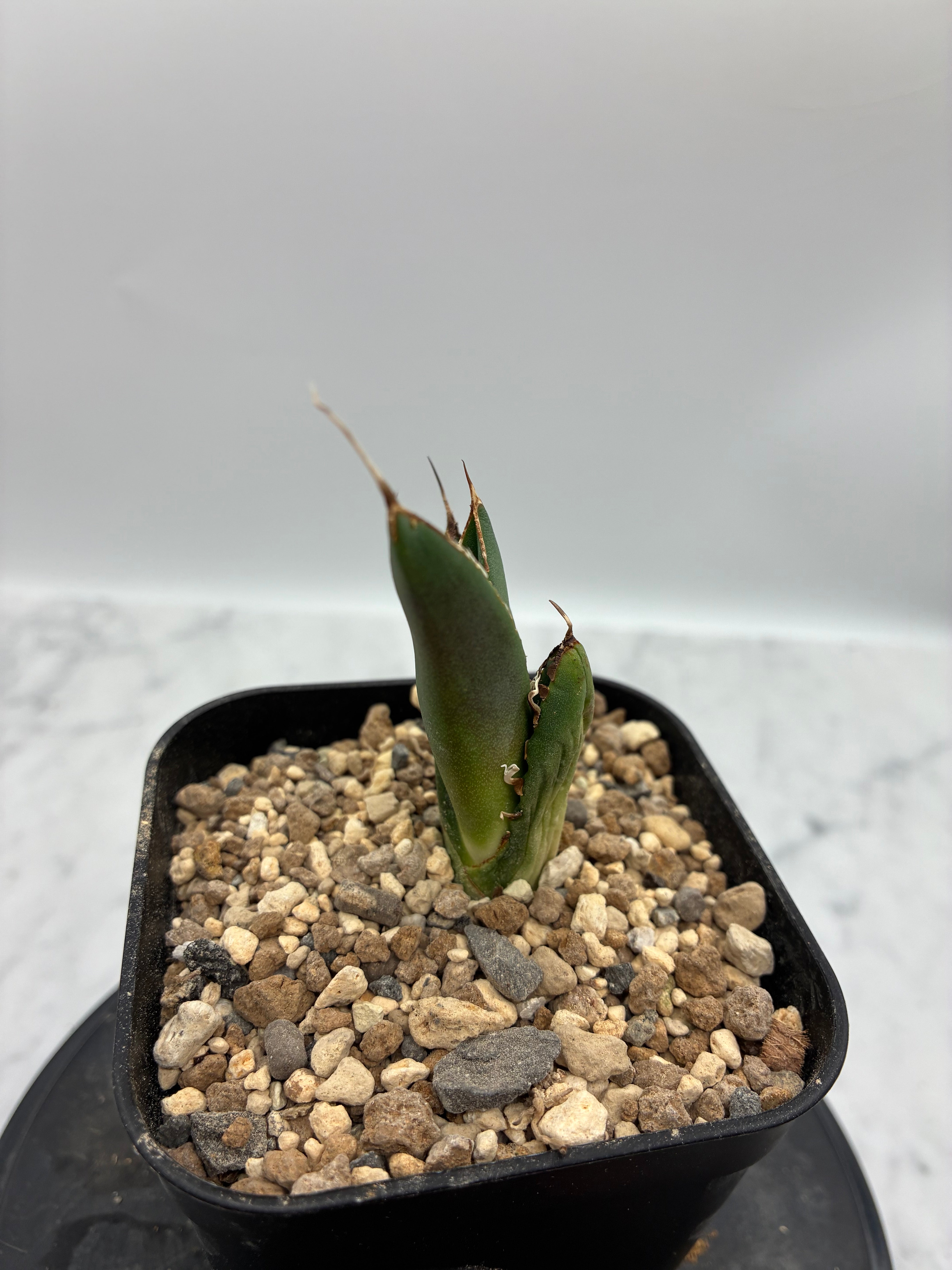 Agave titanota SAD子株①(Lize血統）抜き苗発送 – AgaveLives