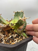 Agave titanota 白鯨子株①(Lize血統) 抜き苗発送