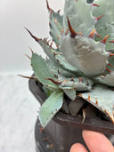 【Indoor Jungle Issue n°11掲載株】屈原x瀧之白絲(個体Z)子株① Lize血統 抜き苗発送