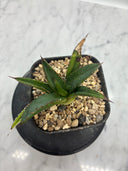 Agave ホリササ(No.12)子株①(Lize血統) 抜き苗発送