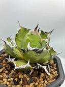 Agave titanota 姫厳龍親株(Lize産) 抜き苗発送