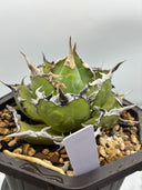 Agave titanota 烈焔親株(Lize産) 抜き苗発送