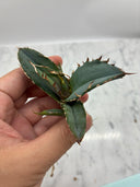Agave titanota 白鯨子株②(Lize血統）抜き苗発送