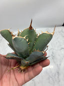 Agave titanota 鳳凰子株②(Lize血統）抜き苗発送