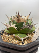 Agave titanota 緑煌子株(Lize産) 抜き苗発送（緑煌タグ付き