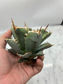 Agave titanota 鳳凰子株②(Lize血統）抜き苗発送