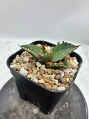 Agave titanota シーザー子株②(Lize血統)　抜き苗発送