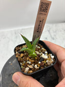 【Indoor Jungle Issue n°11掲載株】アガベ 黒火焔x笹之雪子株(Lize血統)　抜き苗発送