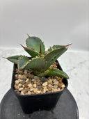Agave titanota シャークソード子株①(Lize血統）抜き苗発送