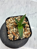 Agave ホリササ(No.29)子株(Lize血統) 抜き苗発送