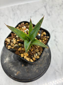 Agave ホリササ(No.？)子株②(Lize血統) 抜き苗発送