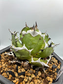 Agave titanota 姫厳龍親株(Lize産) 抜き苗発送