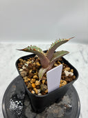 Agave titanota 烈焔子株①(Lize産) 抜き苗発送