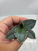 Agave titanota 白火焔子株①(Lize血統)　抜き苗発送