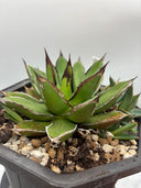 Agave ホリササ(No.70)親株（子株つき）(Lize血統) 抜き苗発送