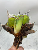 Agave titanota 虎鯊子株(Lize産) 抜き苗発送